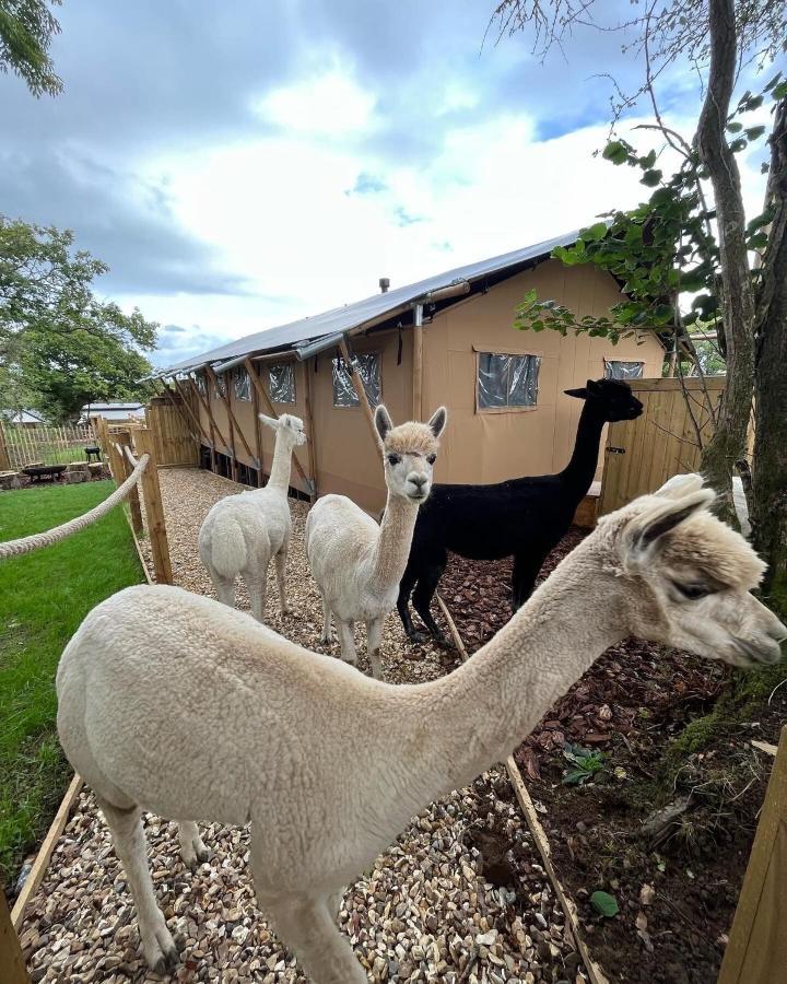 Aladdin Safari Tent Tenby Zewnętrze zdjęcie